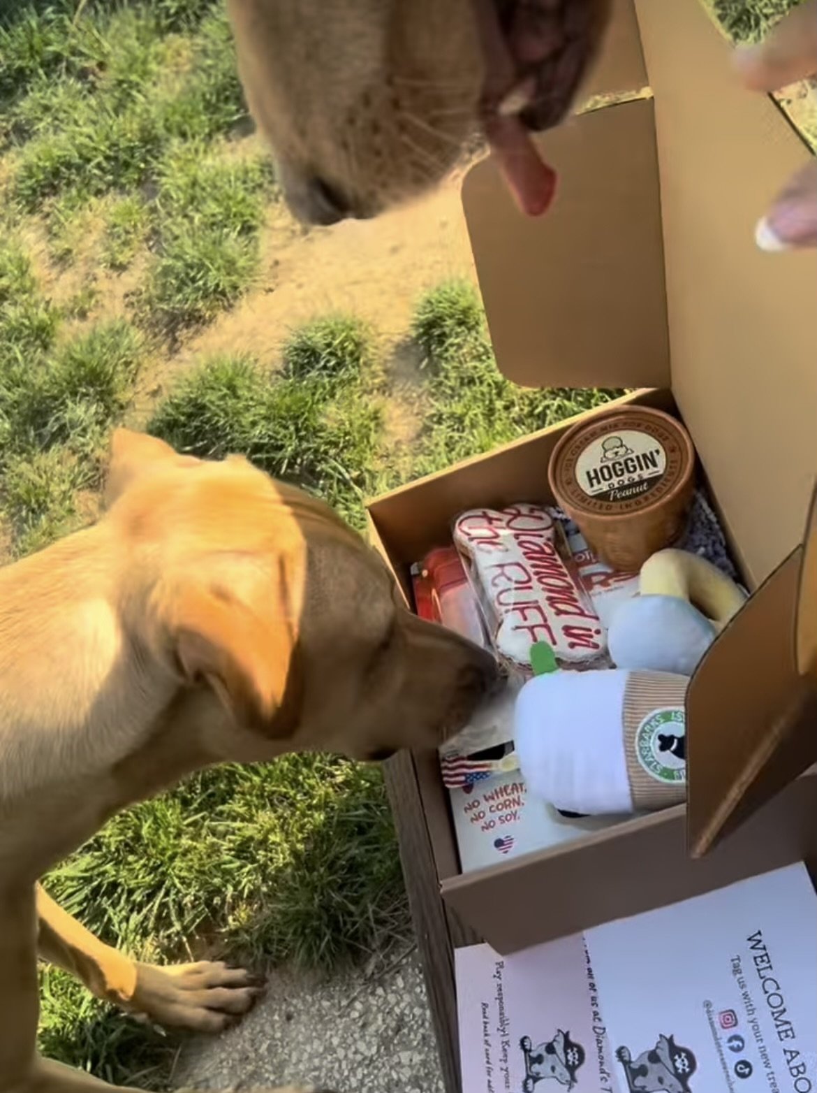 Diamond's Favorites Dog Gift Box — Diamond's Treasure Chest